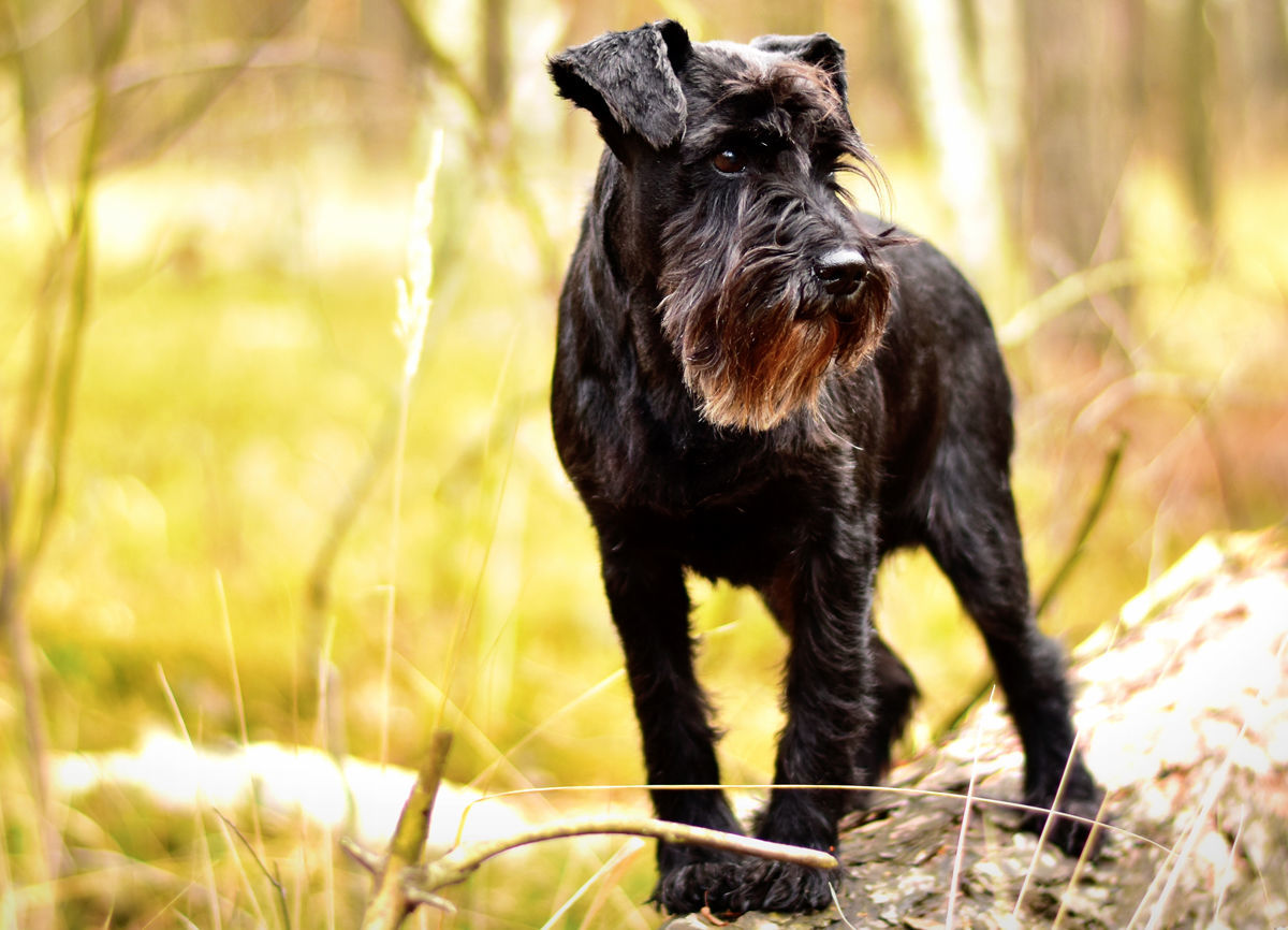 Miniature Schnauzer